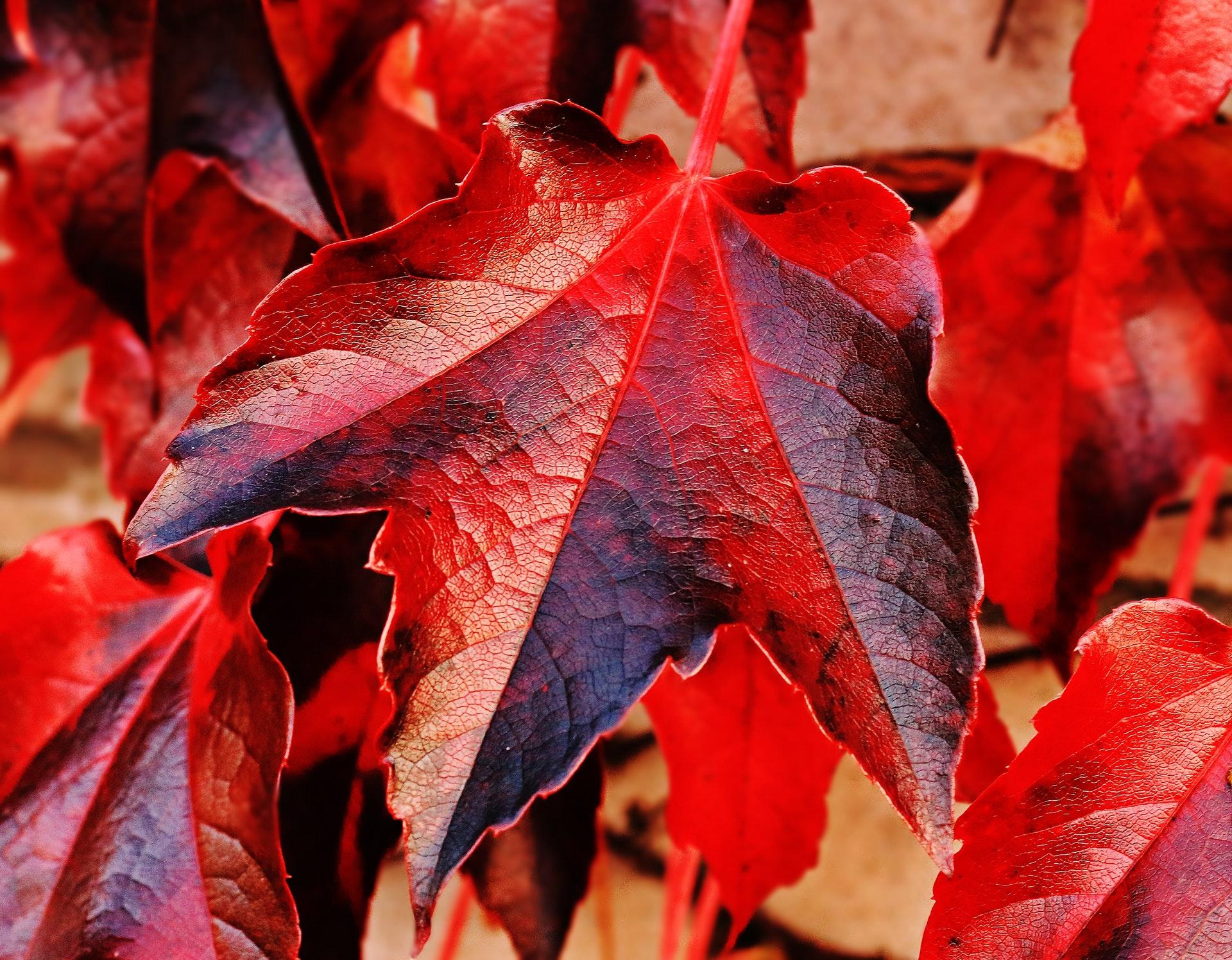 hoja-roja-otoño